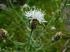 Diffused Knapweed