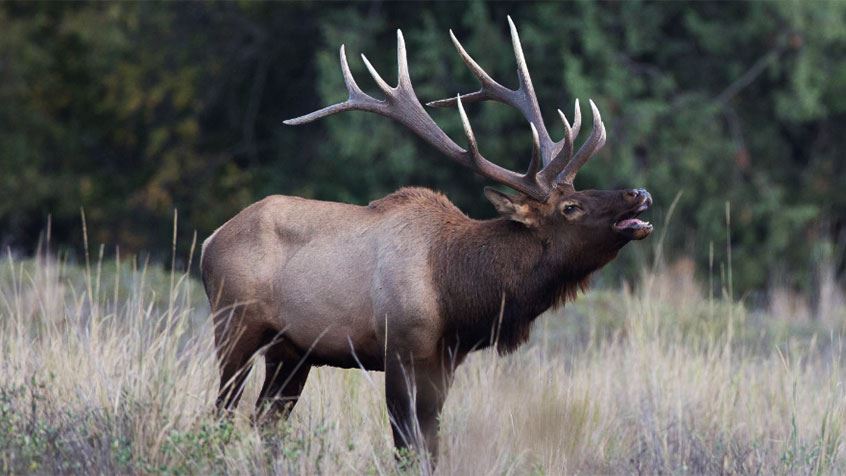 Elk
